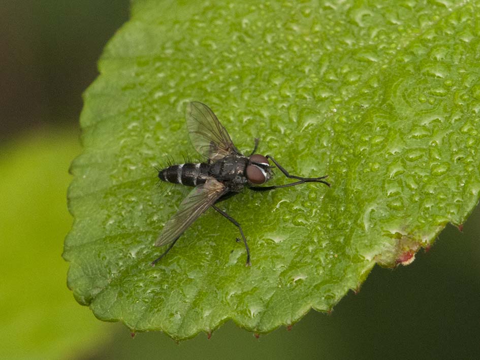 Gastrolepta anthracina maschio (Tachinidae)